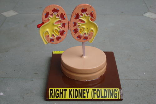 Plastic Right Kidney Folding Model, For Laboratory, Museums, Feature : Best Design, High Quality