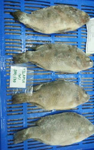 PLAIN WHITE Tilapia Whole, Style : Frozen