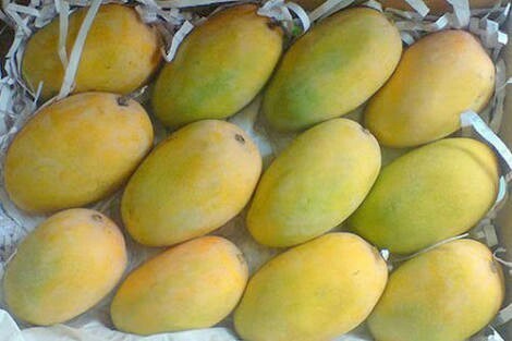 Organic Fresh Kesar Mango, Packaging Type : Carton, Crate