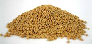 Natural Yellow Mustard Seed, Packaging Type : Plastic Bag, Plastic Pouch, Pouches
