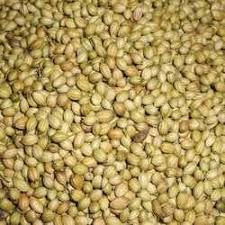 Organic Whole Coriander Seed, For Cooking, Food, Medicinal, Packaging Type : Jute Bags, Plastic Packets