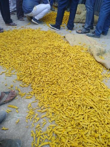 Common Turmeric Finger, For Ayurvedic Products, Cooking, Cosmetic Products, Herbal Products, Medicine