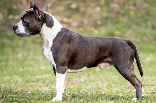 American Staffordshire Terrier Dog