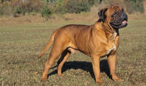 Bullmastiff Dog