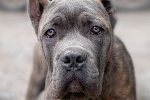 Cane Corso Dog