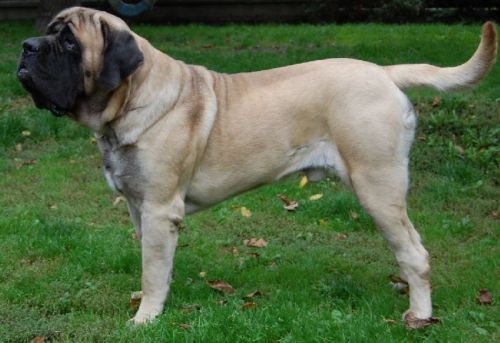 English Mastiff Dog