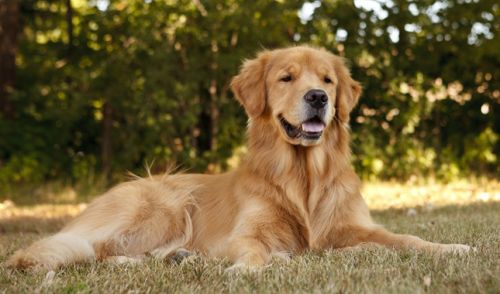 Golden Retriever Dog