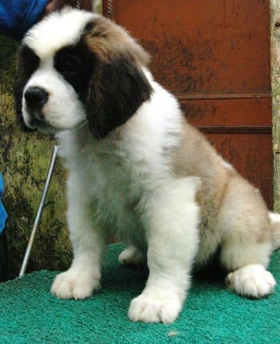 Saint Bernard Dog