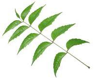 Neem Leaves