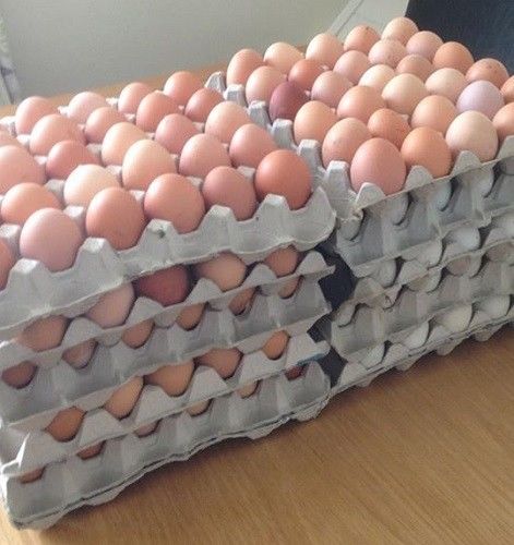 CHICKEN FRESH BROWN / WHITE TABLE EGGS FOR HUMAN CONSUMPTION-Fresh Table Eggs