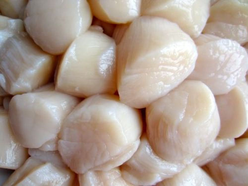 Scallop (Dried / Fresh / Frozen) Now Available Round The Year