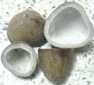 Oval Common Dry Coconut, For Medicines, Pooja, Feature : Free From Impurities, Freshness