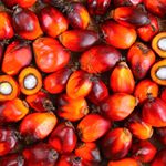 Palm Kernel Oil / Palm Kernel Shells