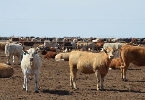 Quality Live Dairy Cows and Pregnant Holstein Heifers Cows Available.