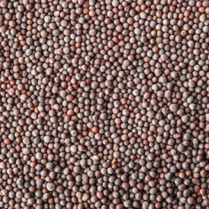 Brown Mustard Seeds, Packaging Type : Jute Bag, Plastic Bag