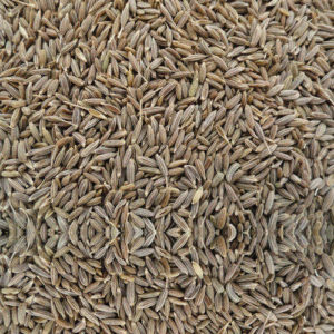 Cummin Seed, Variety : Mustard