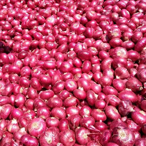 Round Bulb Common / Organic Fresh Red Onion, For Human Consumption