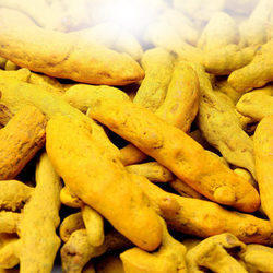 Organic Turmeric Finger, Packaging Size : 10-15 Kg