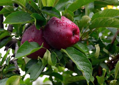 Organic Fresh Apple, For Juice, Food, Sweets, Etc, Color : Red