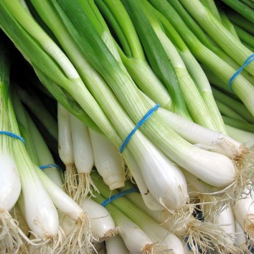 Organic Fresh Spring Onion, For Cooking, Packaging Type : Jute Bags, Net Bags