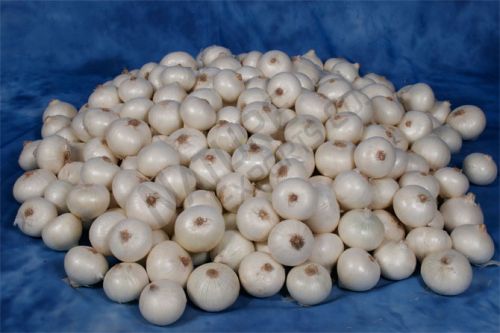 Organic Fresh White Onion, For Cooking, Fast Food, Snacks, Packaging Type : Net Bags, Plastic Bags