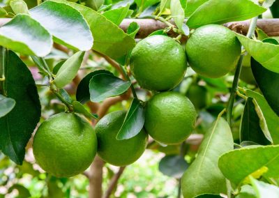 Organic Sweet Lime, For Drinks, Fast Food, Making Lemon Juice, Pickles, Etc, Style : Fresh