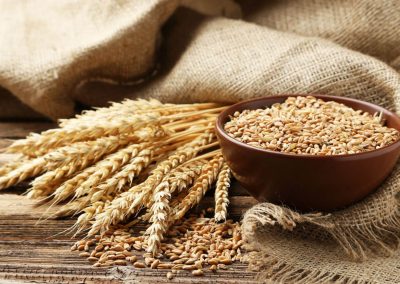 Wheat Seeds, For Beverage, Flour, Feature : Cleaned Are Free From Insects