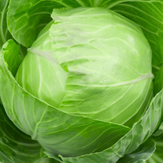 Organic Fresh Cabbage, Color : Green