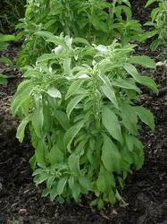 Organic Herbal Stevia Plant, For Medicinal, Feature : Multiple Health Benefits, Nutritional Properties