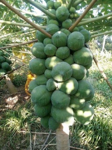 Natural Papaya Plant