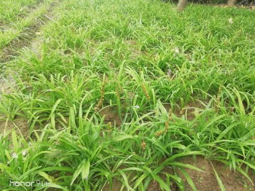 Organic Safed Musali Plant, For Agriculture, Feature : Fast Growth