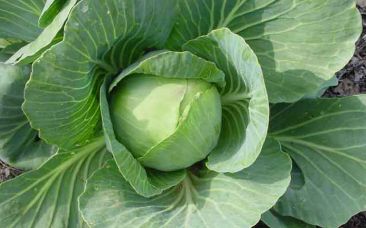 Organic Fresh Cabbage, Shape : Round