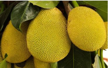 Organic Fresh Jack Fruit, Packaging Type : Sack