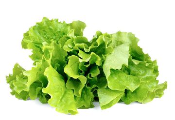 Organic Fresh Lettuce, For Pesticide Free, High Nutritive Value, Packaging Type : Plastic Packet, Plastic Bag