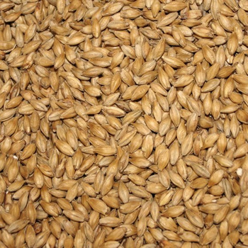 Cattel Feed Barley, Packaging Type : 25kg