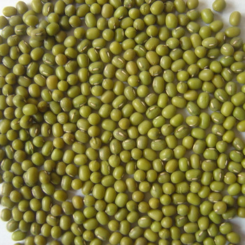 Green Lentils