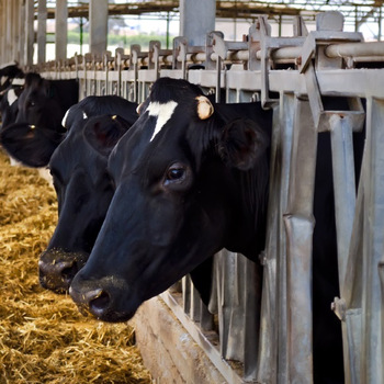 Milking Cow Feed