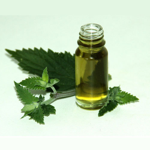 Catnip Essential Oil, For Aromatherapy, Personal Care, Purity : 99.9%