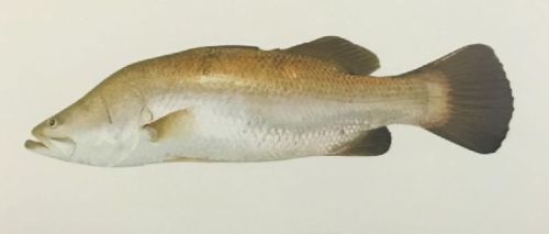 Barramundi Fish