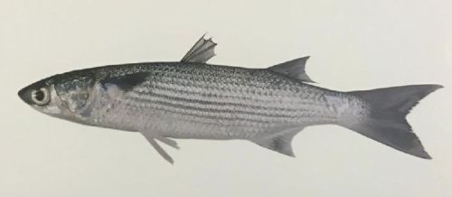 Bluespot Mullet Fish