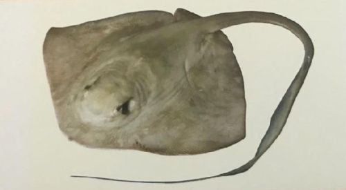 Cowtail Stingray Fish