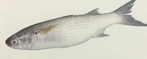 Grey Mullet Fish