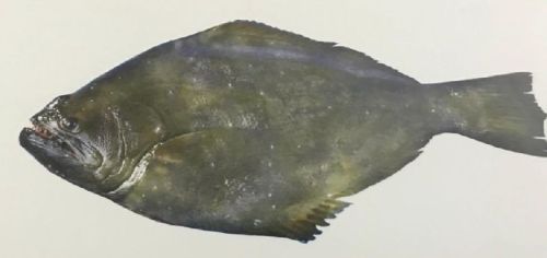 Indian Halibut Fish