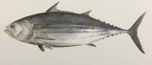 Skipjack Tuna Fish