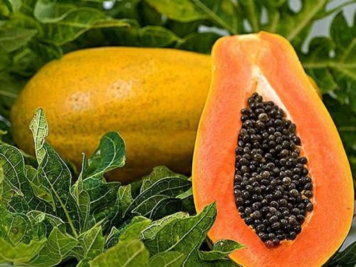 Organic Fresh Papaya, Feature : Good Taste, Healthy