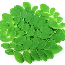 Organic Drumstick Leaves, Color : Green