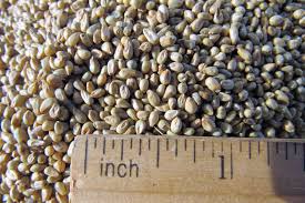 Common Pearl Millet, Packaging Type : Jute