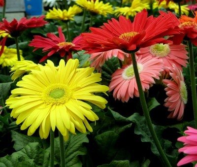 Natural Gerbera Flowers, For Decorative, Garlands, Wreaths, Color : Pink, Red, Yellow