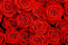 Organic Fresh Red Rose Flowers, For Decoration, Gifting, Medicine, Occasion : Birthday, Festivals