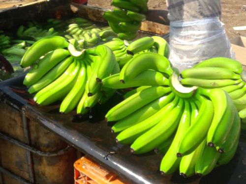 Organic Fresh Green Banana